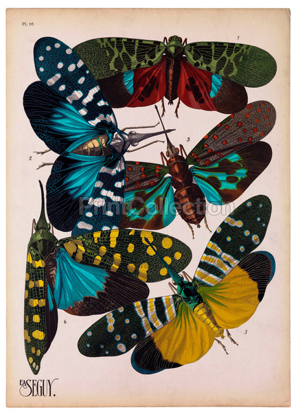 Insects, Plate 16 by E.A. Seguy
