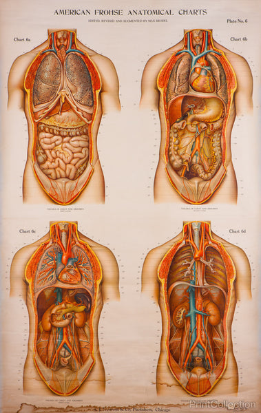 American Frohse Anatomical Wallcharts, Plate 6