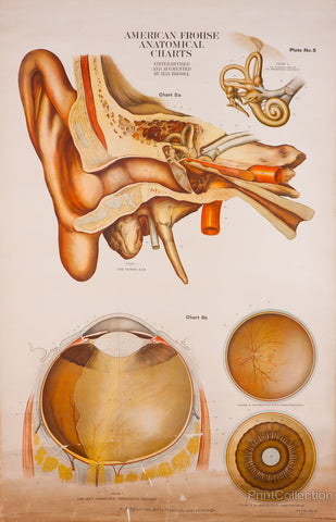 American Frohse Anatomical Wallcharts, Plate 5