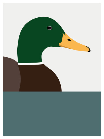 Duck, Mallard