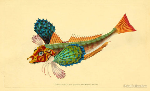 The Natural History of British Fishes - Plate 1