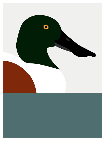 Duck, Northern Shoveler