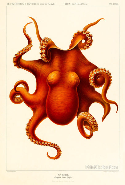 Octopus - Die Cephalopod - 1915