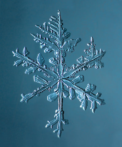 Snowvember, Stellar Dendrite Snowflake 2014.11.20.01