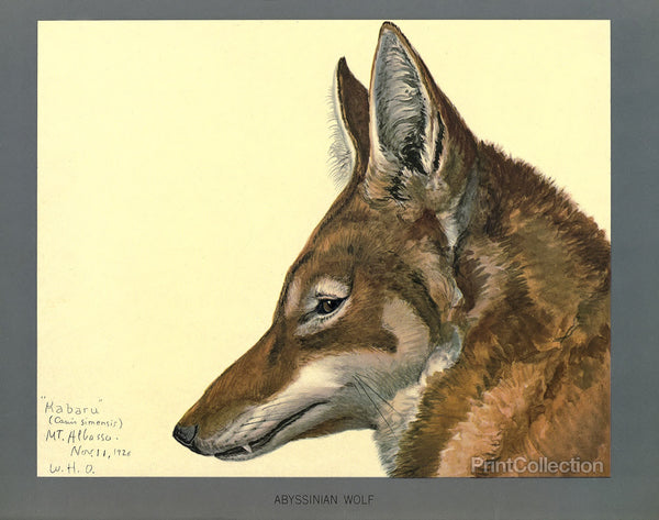 Abyssinian Wolf