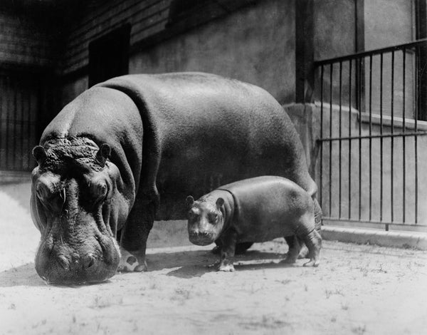 Adult and Baby Hippopotamus
