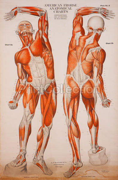 American Frohse Anatomical Wallcharts, Plate 2