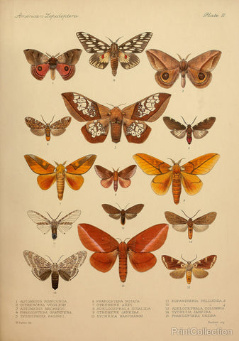 American Lepidoptera, Plate 3