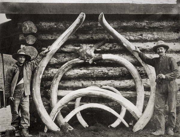 Ancient Bones of Mastodons