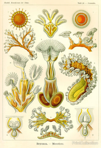 Bryozoa - Scheiben-Strahlinge - Heliodiscus