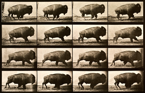 Buffalo Running, Animal Locomotion Plate 700