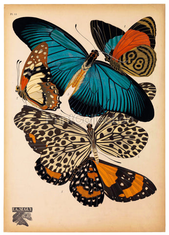 Butterflies Plate 11 E.A. Seguy
