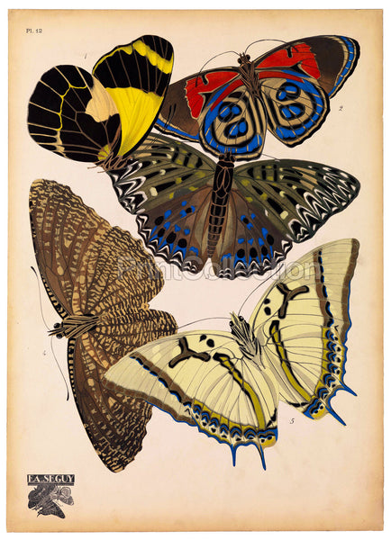 Butterflies Plate 12, E.A. Seguy