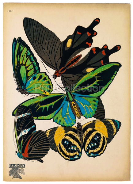 Butterflies Plate 1, E.A. Seguy