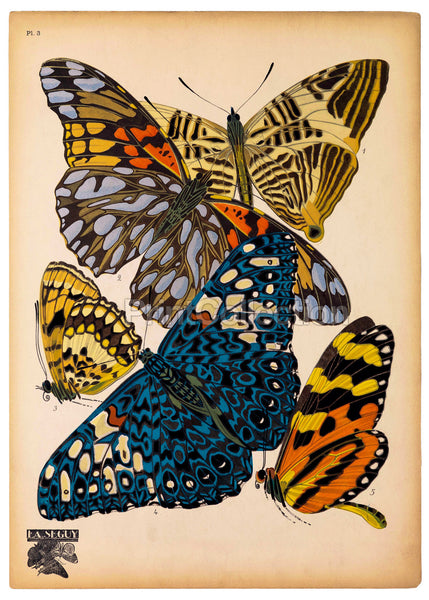 Butterflies Plate 3, E.A. Seguy