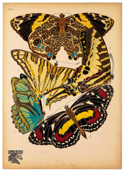 Butterflies Plate 5, E.A. Seguy