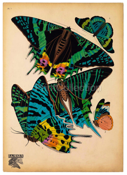 Butterflies Plate 7, E.A. Seguy