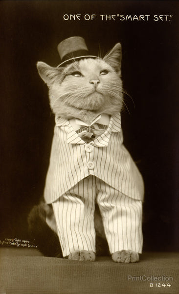 Cat Dressed to the Nines