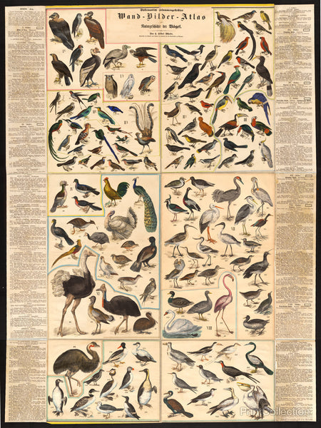 Chstematisch zusammengesteilter Wand, Bilder, Atlas zur Naturgeschichte der Bí_gel