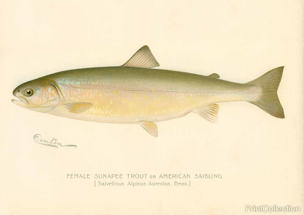 Female Sunapee Trout