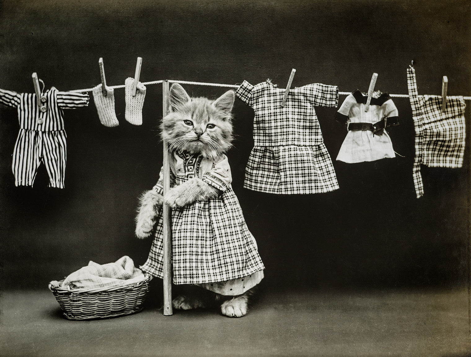 Print Collection Hanging Up The Wash With Cats