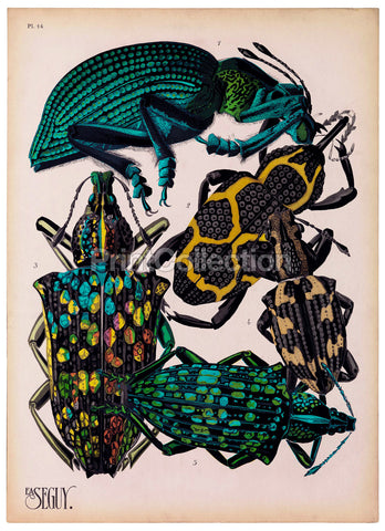 Insects, Plate 14 by E.A. Seguy