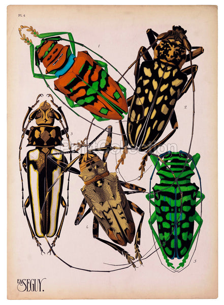 Insects, Plate 4 by E.A. Seguy