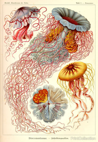 Jellyfish, Discomedusae
