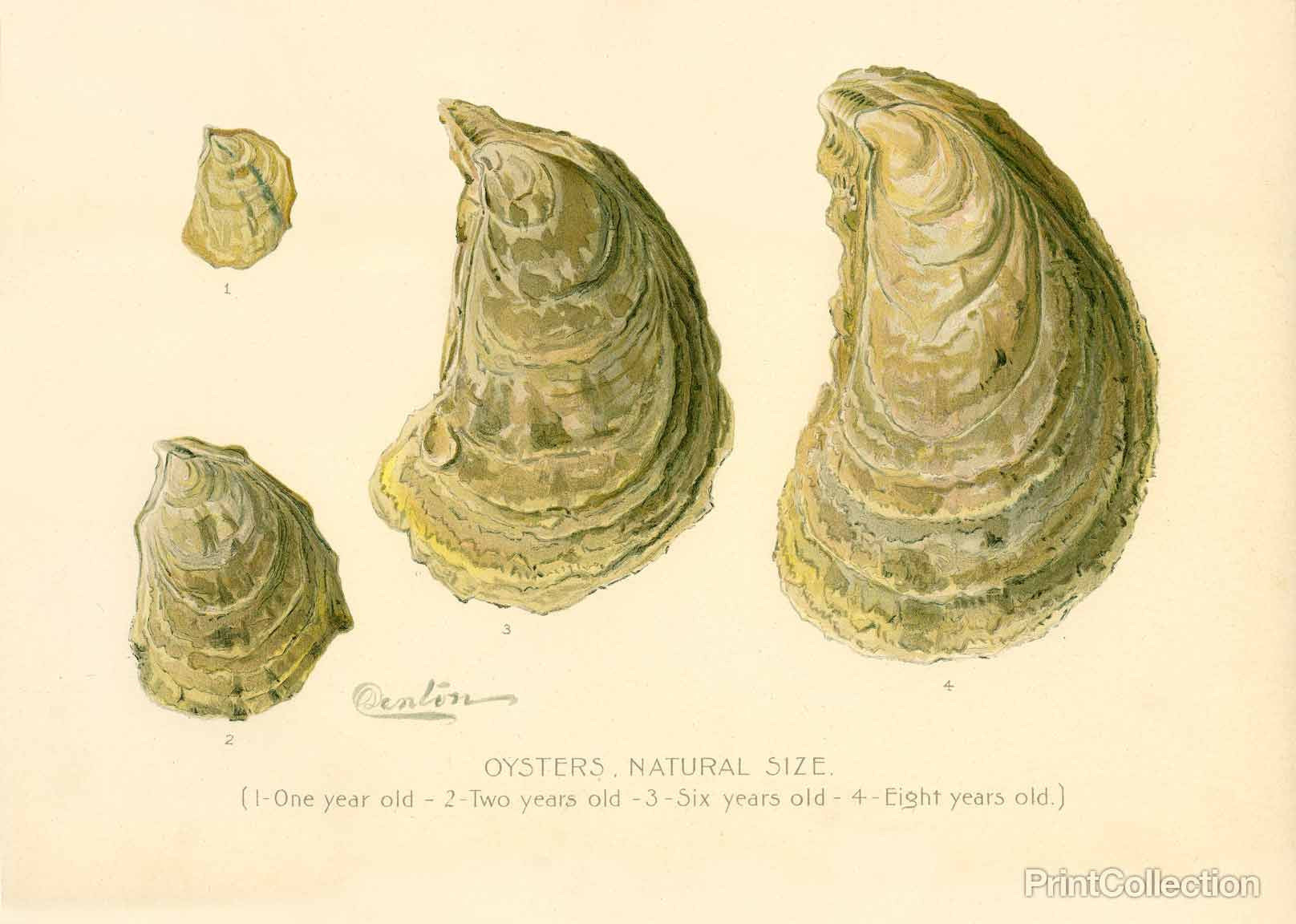 Print Collection - Oysters Natural Size