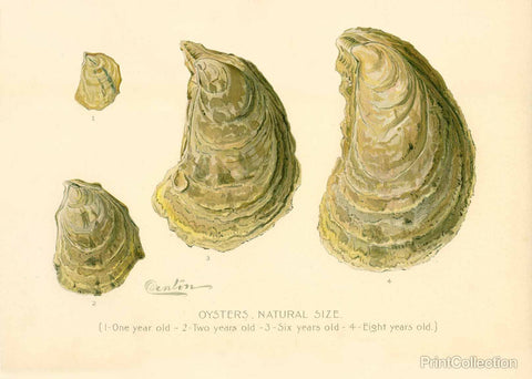 Oysters Natural Size
