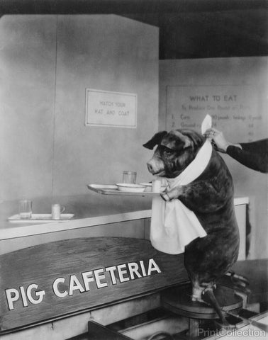 Pig Cafeteria