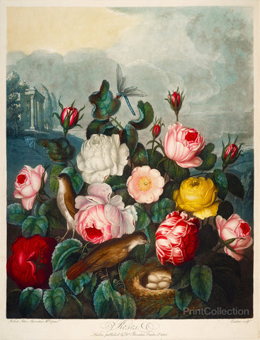 Roses by Thornton