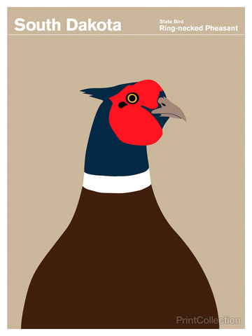 South Dakota Ring-necked Pheasant