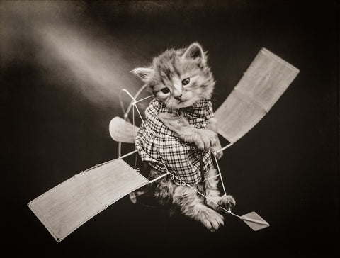The Aviator with Cats