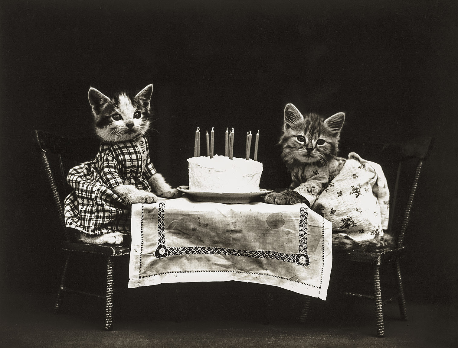 Print Collection The Birthday Cake With Cats