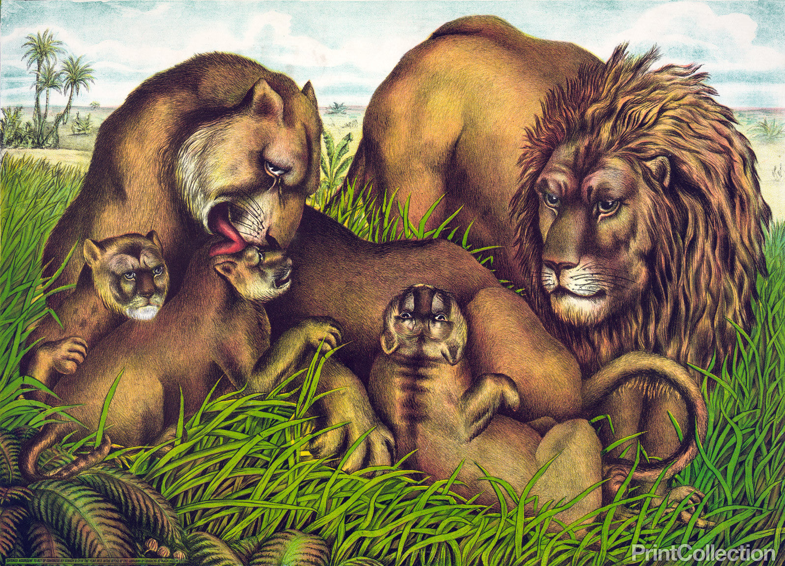 Print Collection - The Lion Family