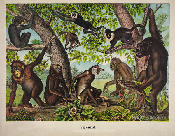 The Monkeys