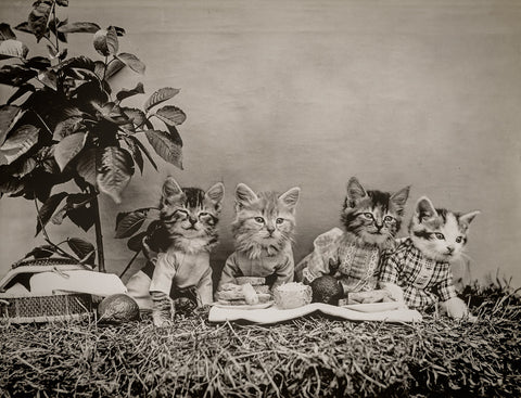 The Picnic with Cats