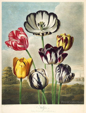 Tulips from the The Temple of Flora
