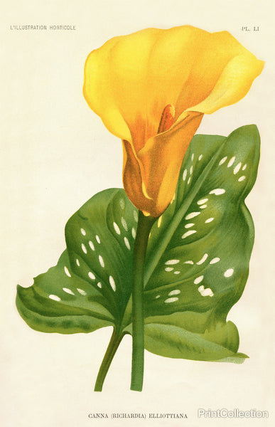 Yellow Canna Lily